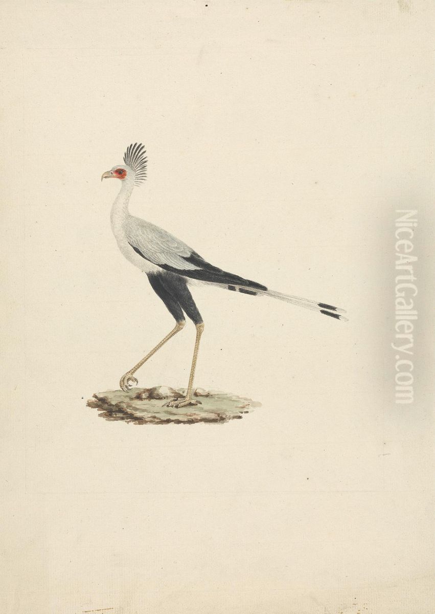 Sagittarius serpentarius (Secretary Bird) Oil Painting by James Bruce