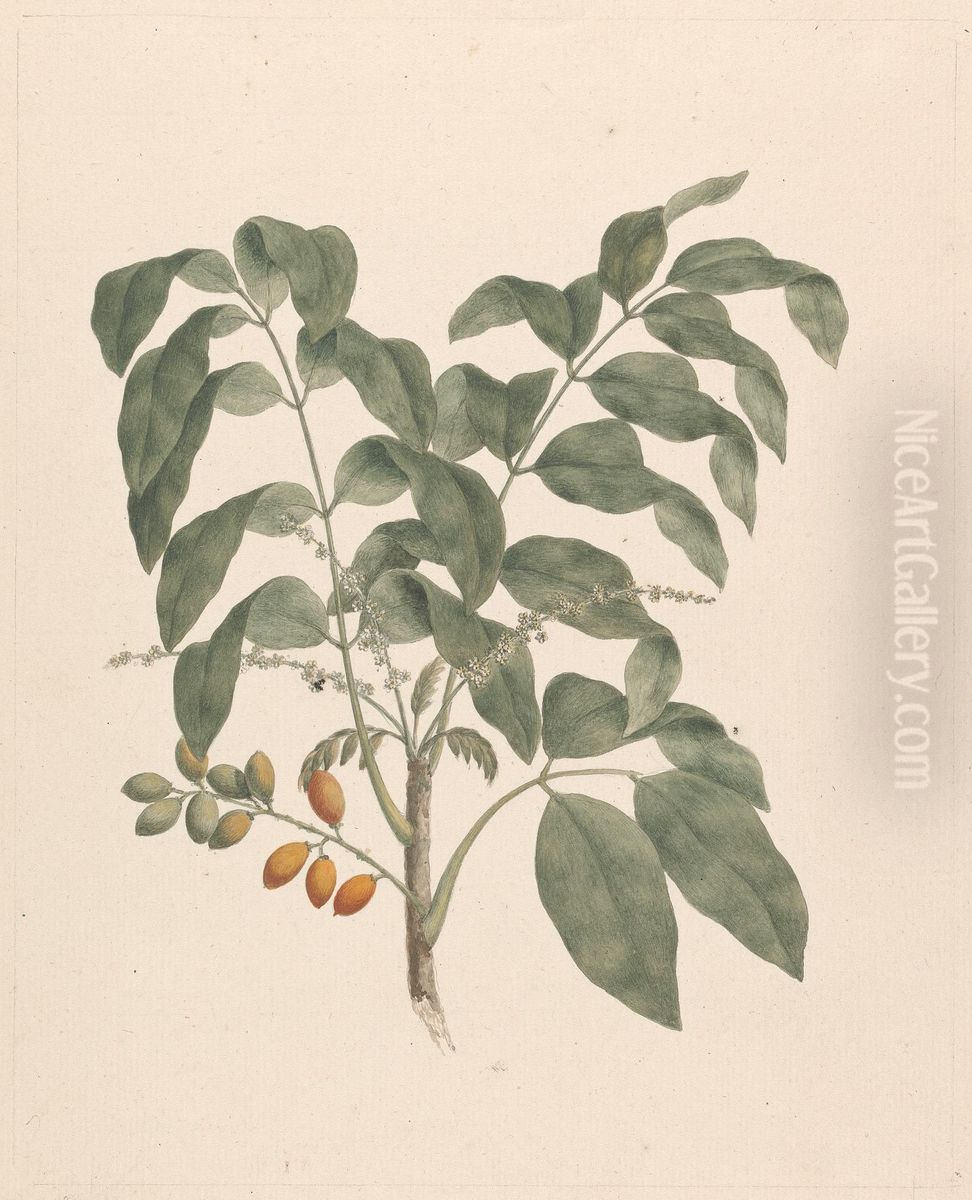 finished drawing with stem of fruits added Oil Painting by James Bruce