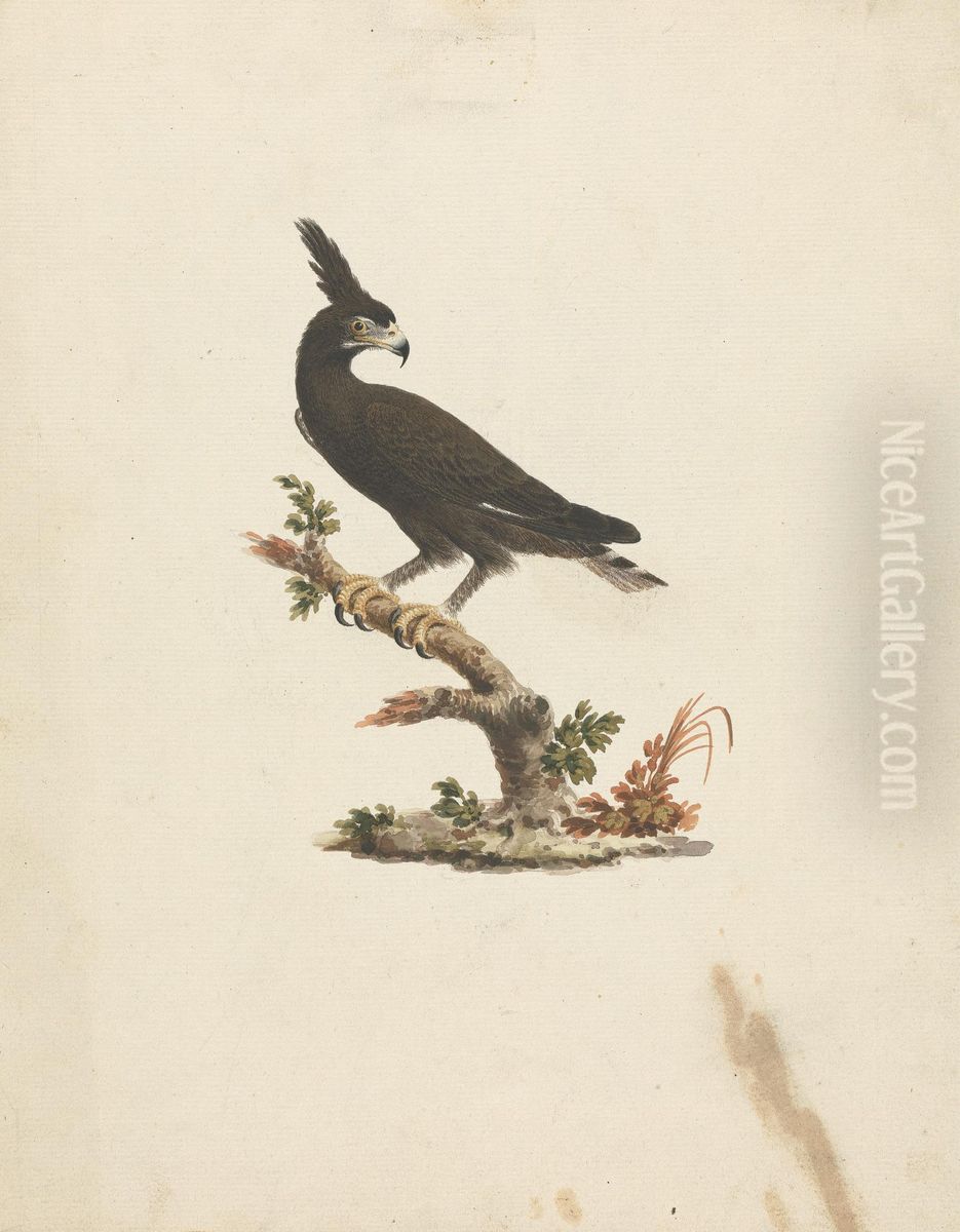 Lophaetus occipitalis (Long-Crested Eagle) Oil Painting by James Bruce