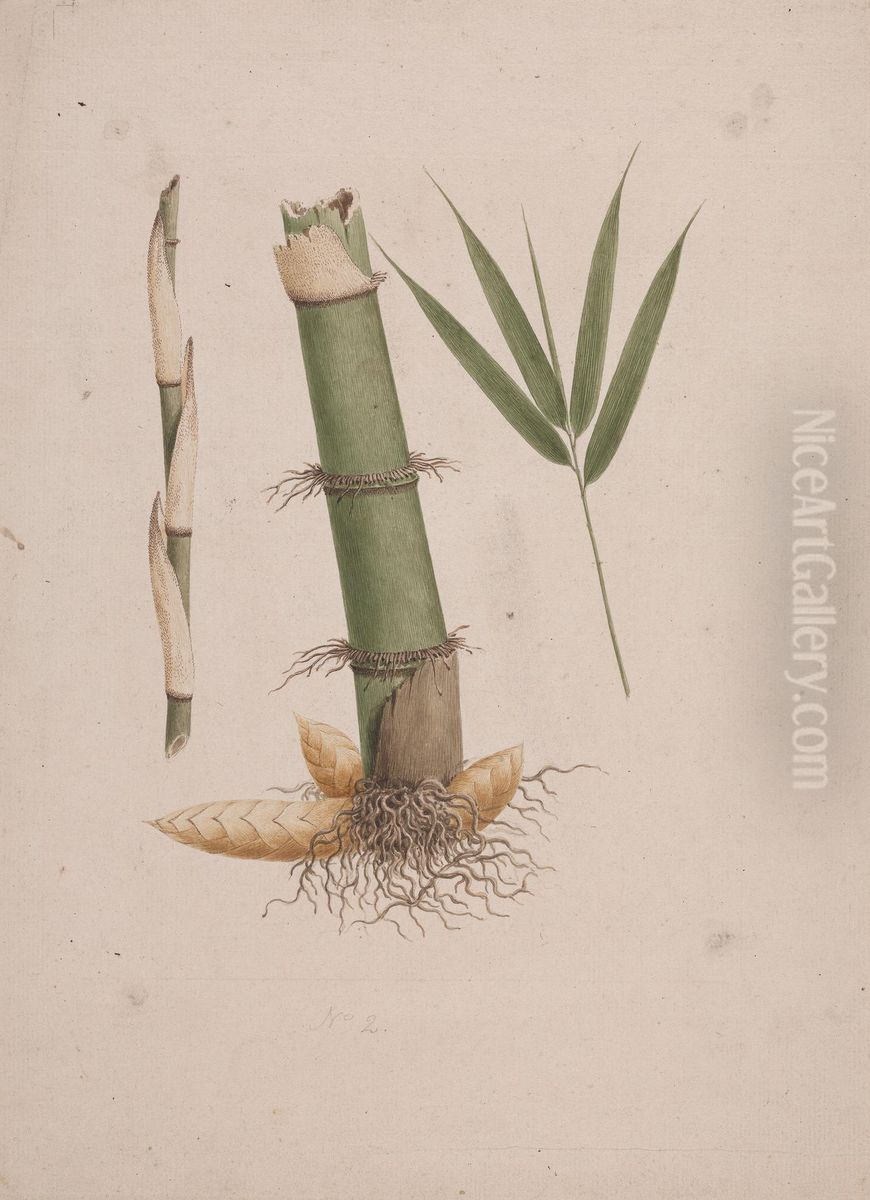 finished drawing of sections of stem and of shoot with leaves Oil Painting by James Bruce