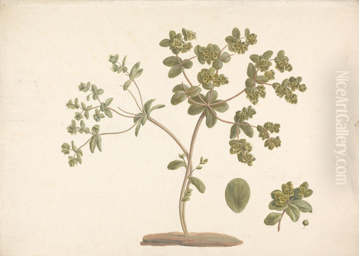 finished drawing of flowering plant with details of flowers and leaf and fruit Oil Painting by James Bruce