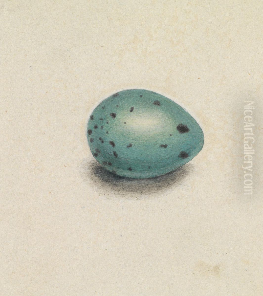 A Bird's Egg Oil Painting by James Sowerby