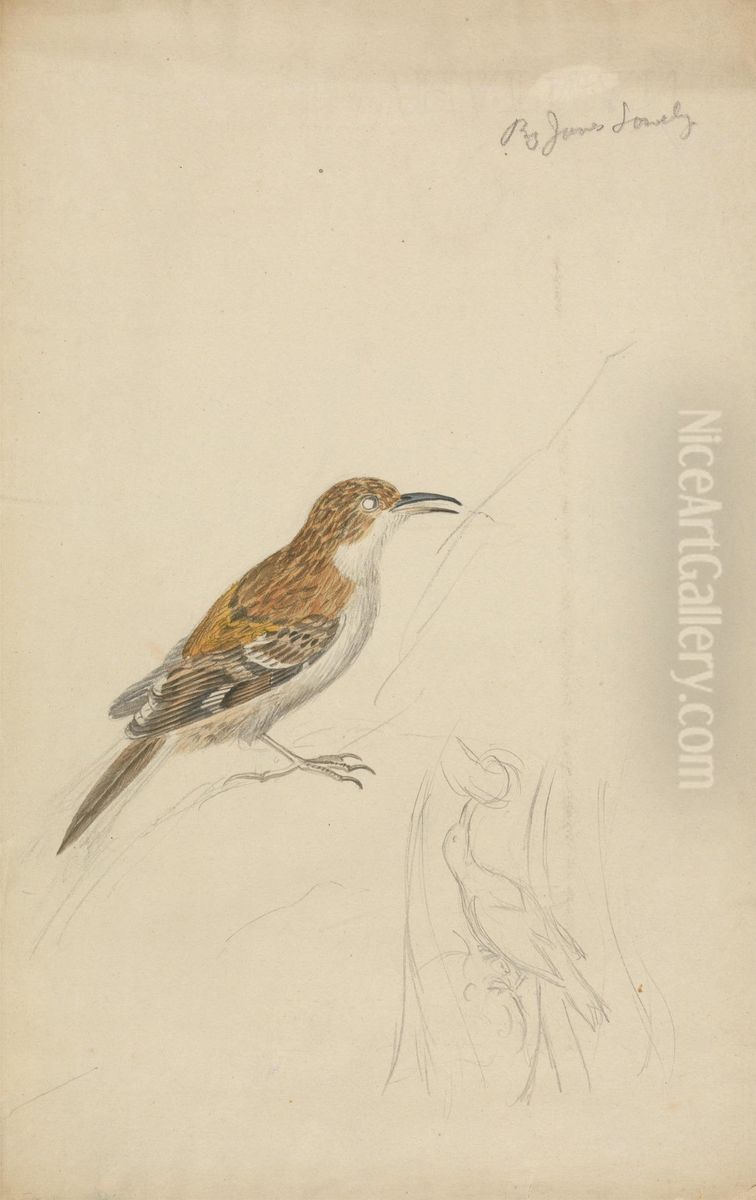 Two Creepers Oil Painting by James Sowerby