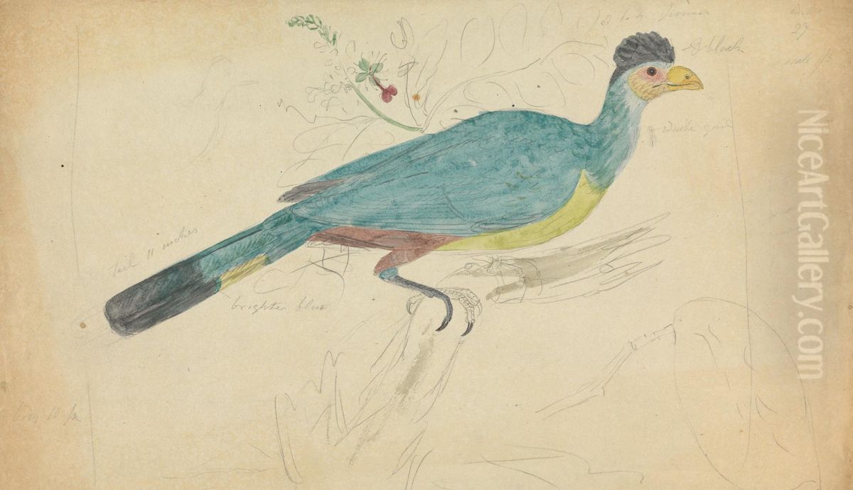 A Hoatzin? on a Branch Oil Painting by James Sowerby