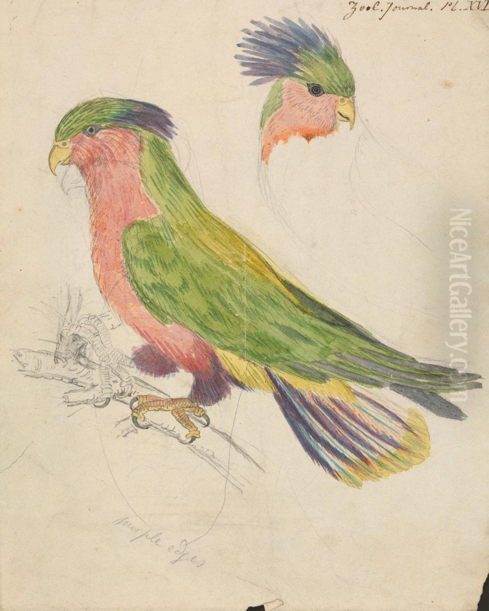 A Cockatoo Oil Painting by James De Carle Sowerby