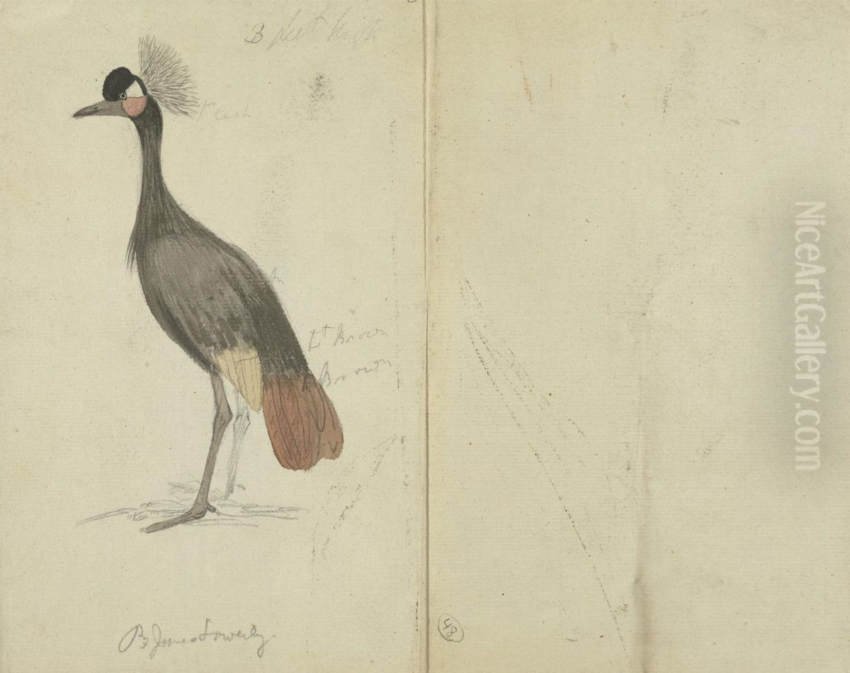 A Crane Oil Painting by James Sowerby