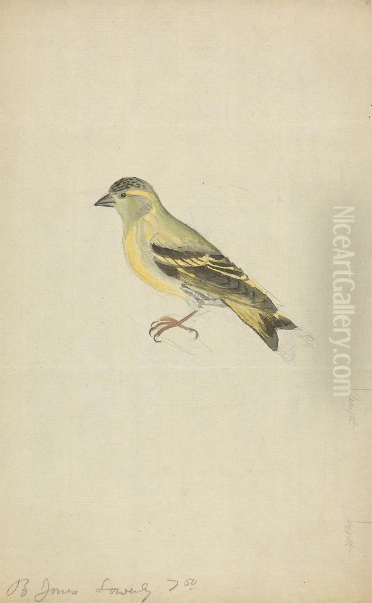 A Finch (Siskin?) Oil Painting by James Sowerby