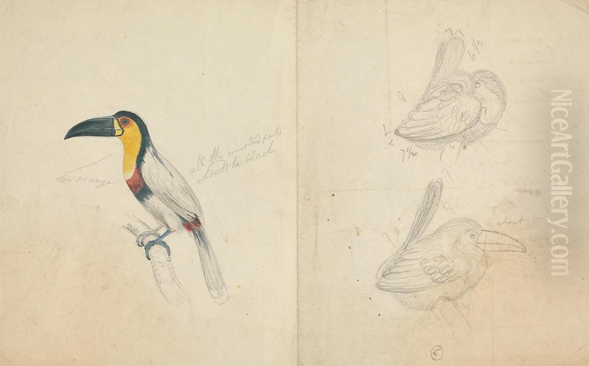 Three Toucans Oil Painting by James De Carle Sowerby