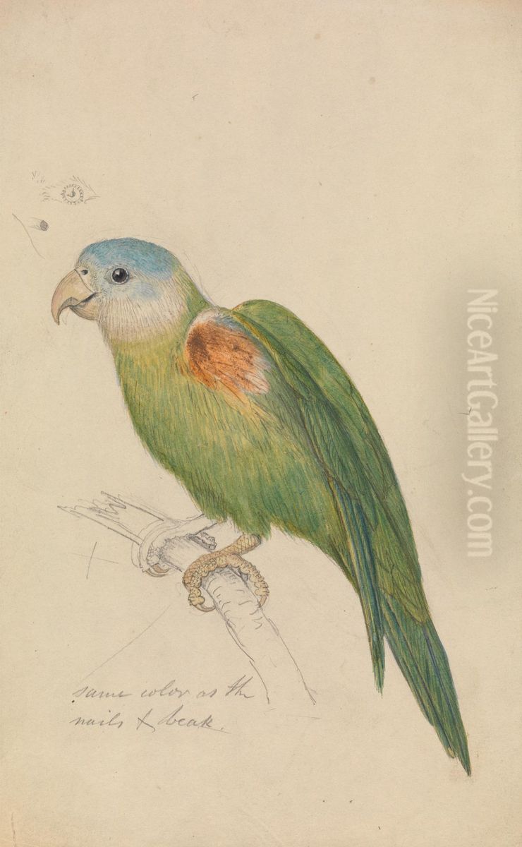 A Parrot Oil Painting by James De Carle Sowerby