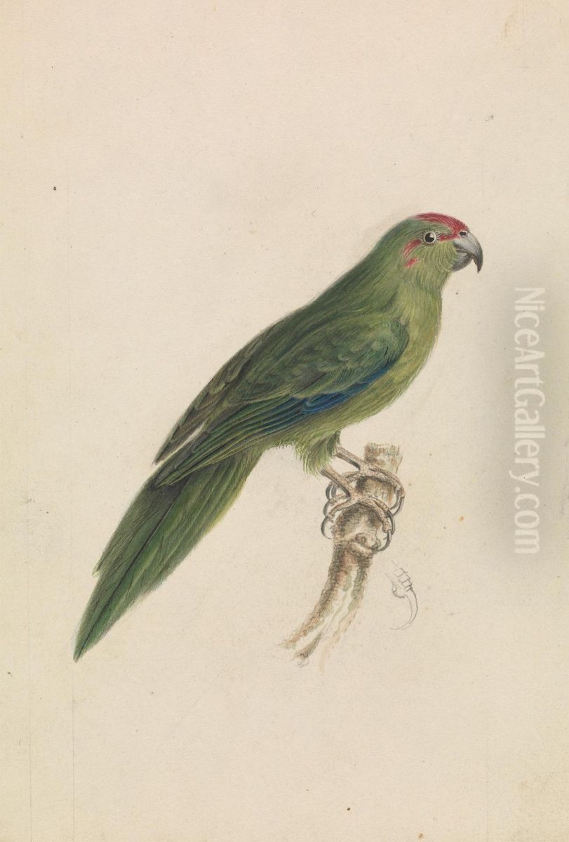 A Parrot Oil Painting by James De Carle Sowerby