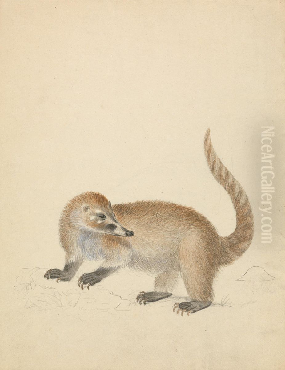 A Coatimundi Oil Painting by James Sowerby
