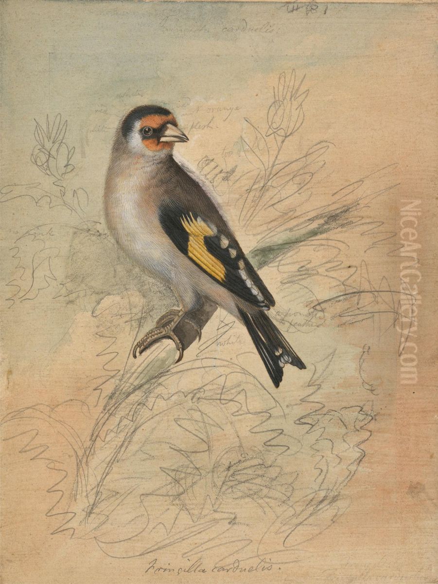 A European Goldfinch Oil Painting by James Sowerby