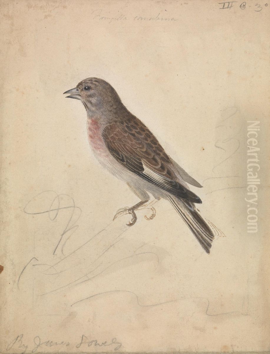 A Bird Oil Painting by James Sowerby