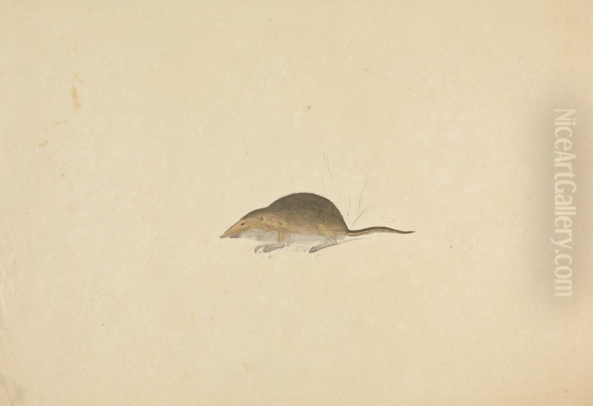 A Shrew Oil Painting by James Sowerby