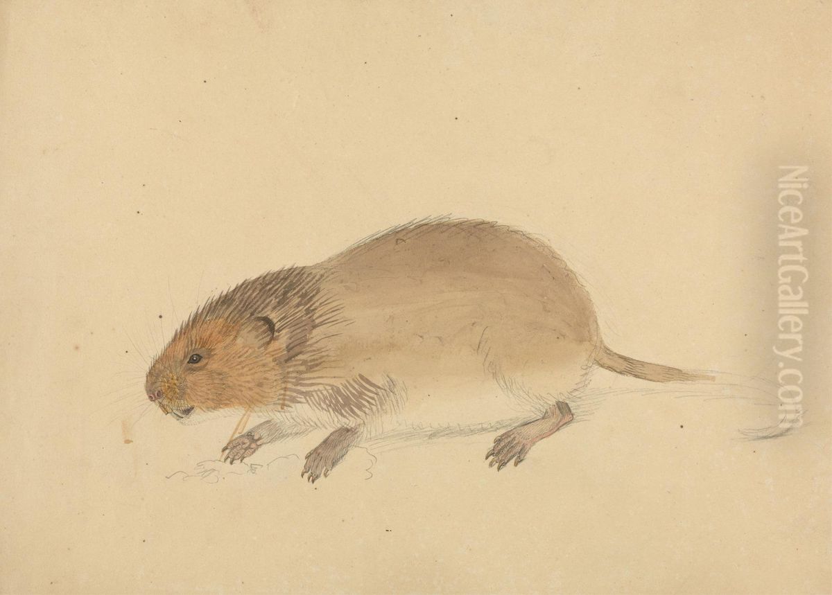 A Vole Oil Painting by James Sowerby
