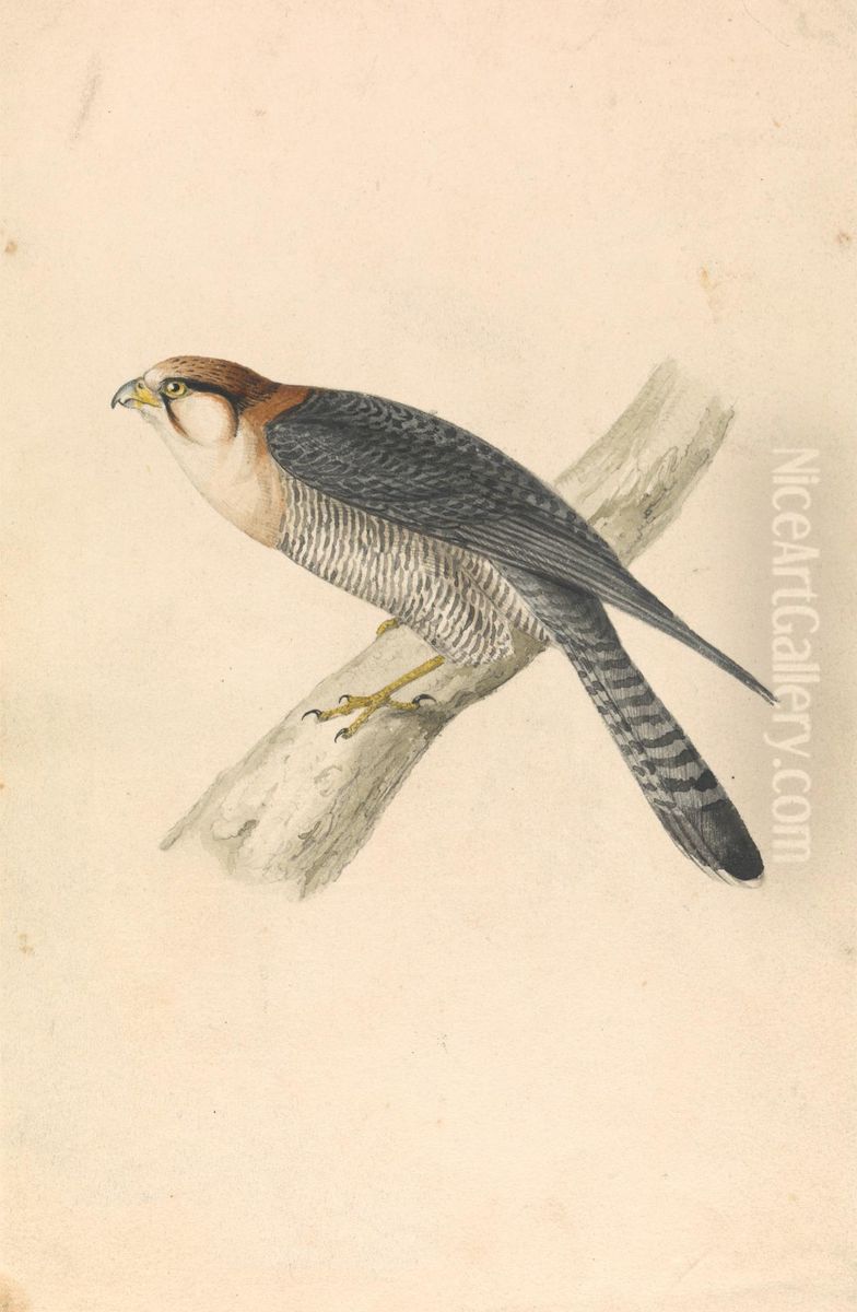 Rufous Necked Falcon Oil Painting by William John Swainson