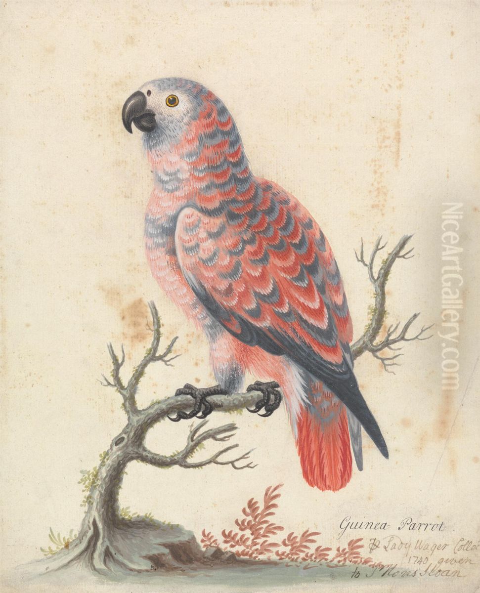 Guinea Parrot Oil Painting by George Edwards