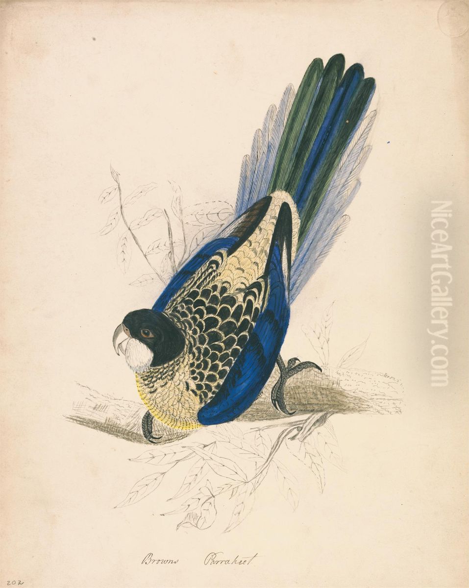 Brown's Parakeet Oil Painting by Edward Lear