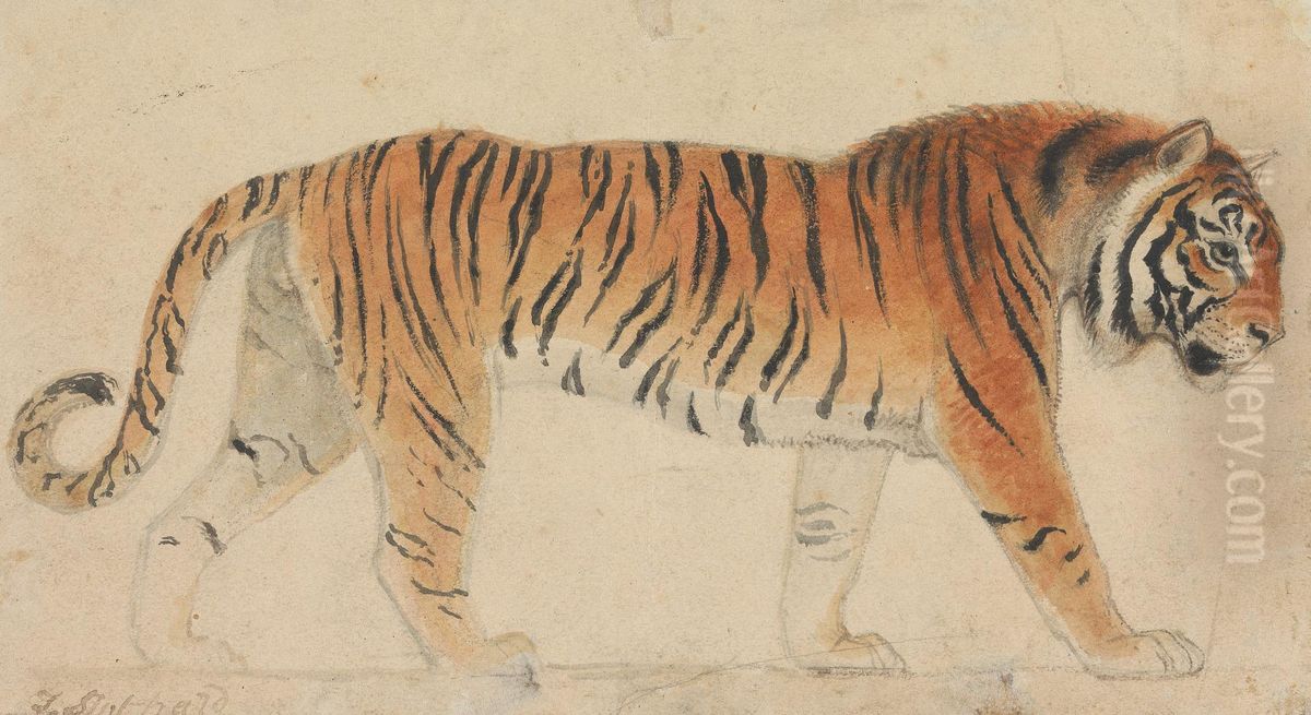 A Tiger, Full-Length, in Profile, Walking Towards Right Oil Painting by Thomas Stothard