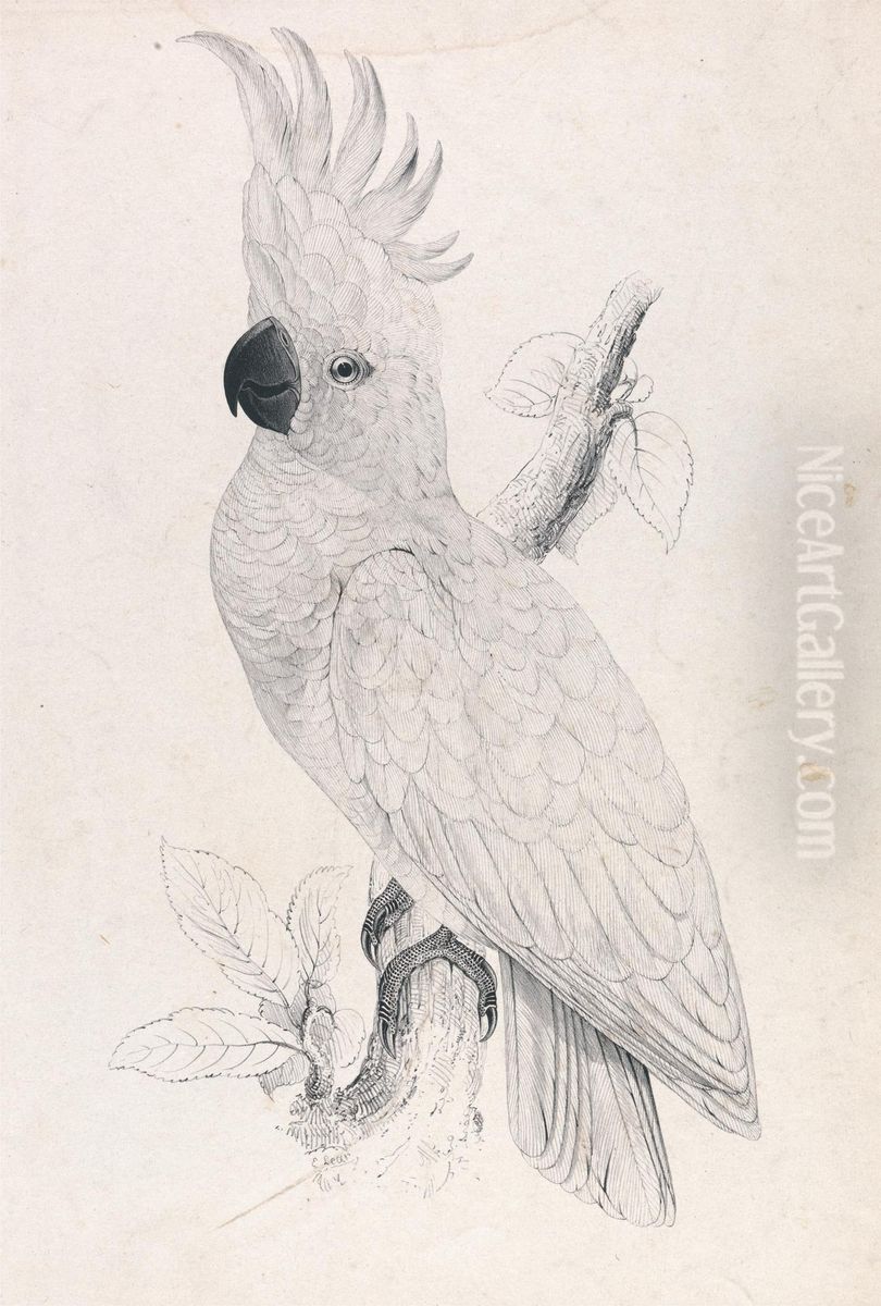 Lesser Sulphur-crested Cockatoo (Plate 4) Oil Painting by Edward Lear