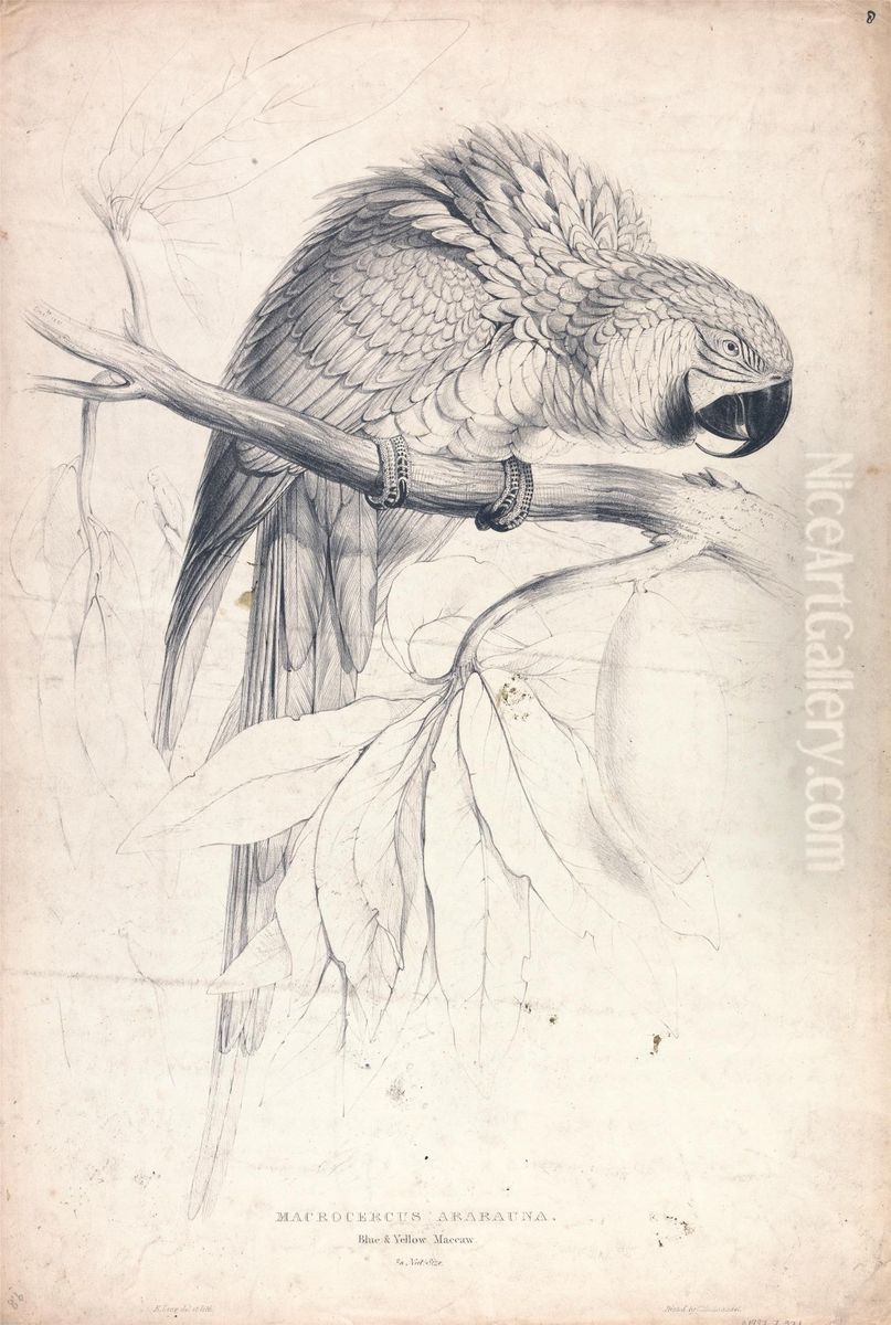 Macrocerus Ararauna / Blue and Yellow Maccaw / 2/3 Nat. size (Plate 8) Oil Painting by Edward Lear