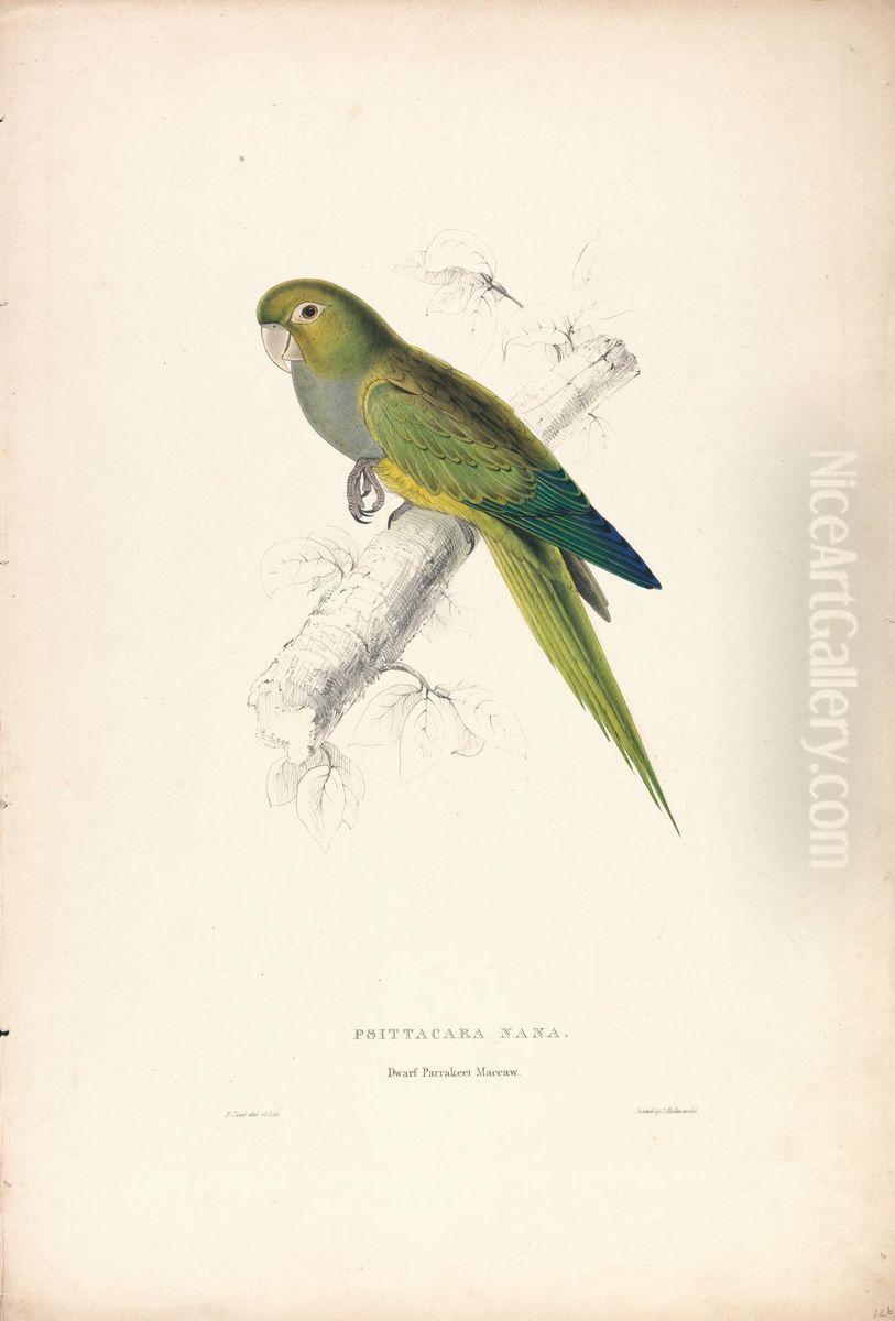 Psittacara Naria / Dwarf Parrakeet Maccaw (Plate 12) Oil Painting by Edward Lear