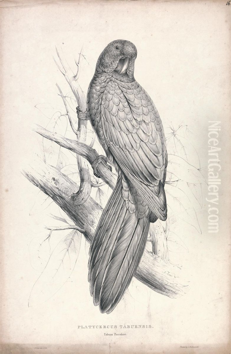 Platycereus Tabuensis / Tabuan Parrakeet (Plate 16) Oil Painting by Edward Lear