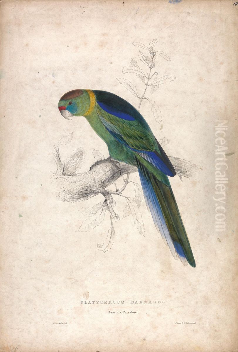 Platycerus Barnardi / Barnard's Parrakeet (Plate 18) Oil Painting by Edward Lear