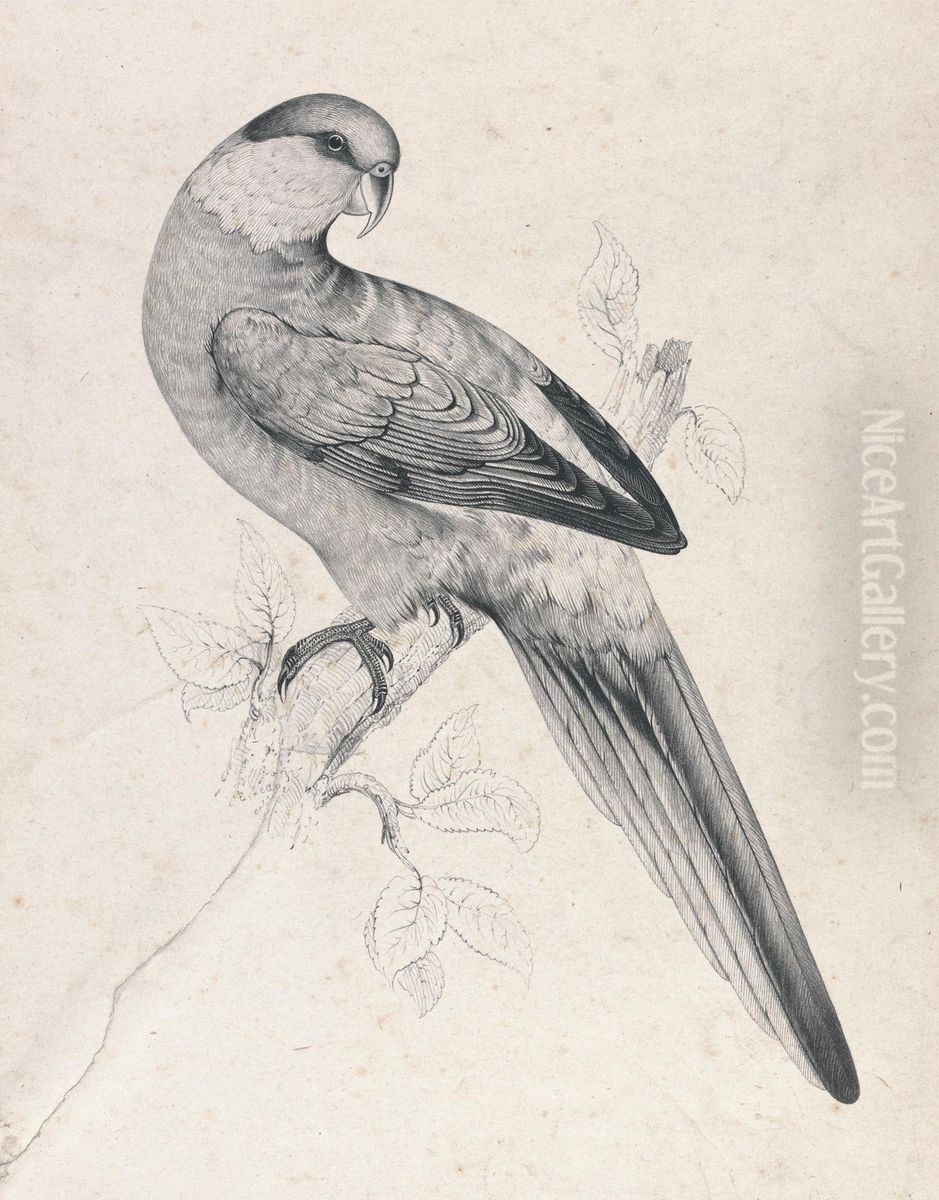Red-capped Parrakeet, male (Plate 21) Oil Painting by Edward Lear