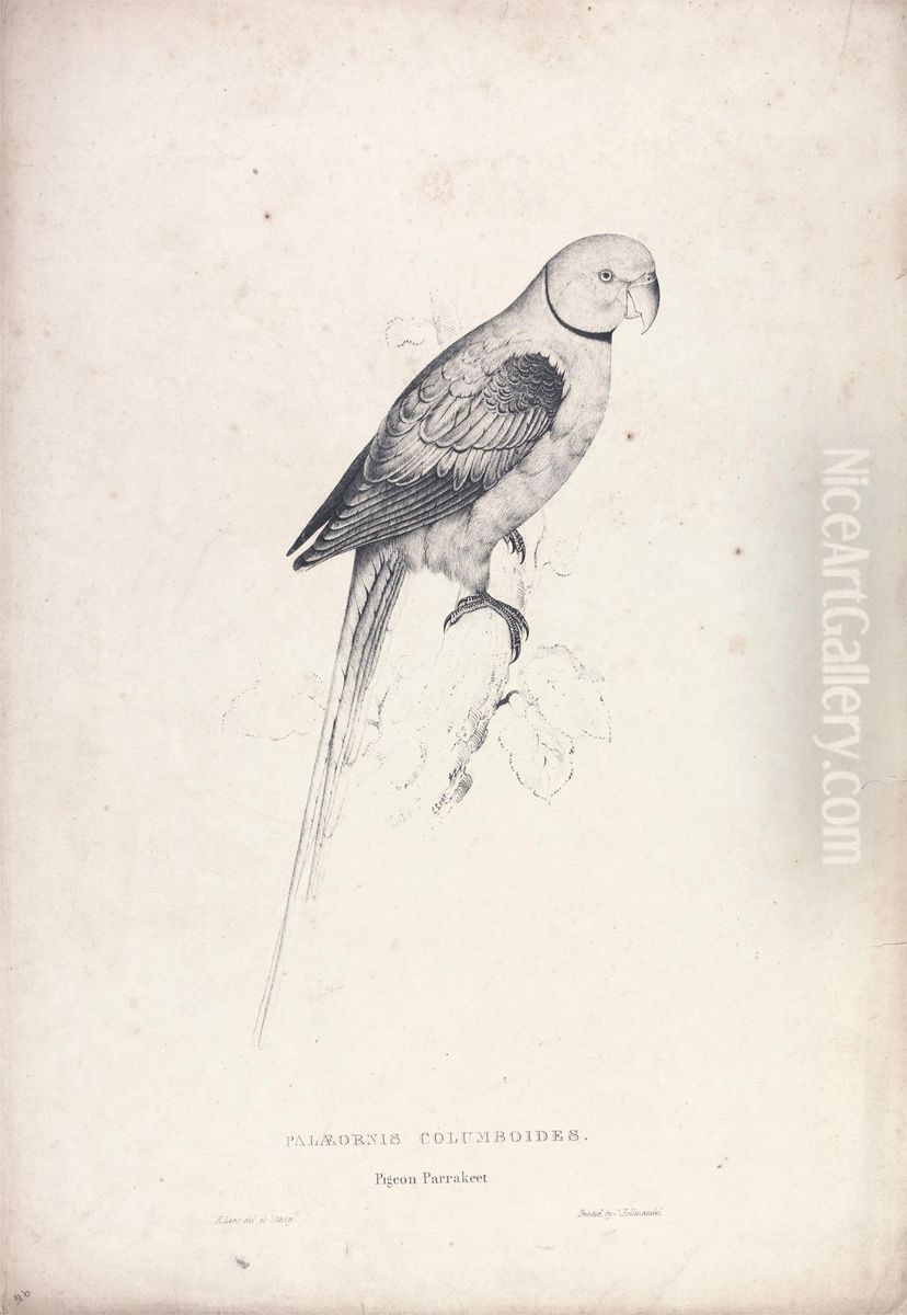 Palaeornia Columbiodes / Pigeon Parrakeet (Plate 31) Oil Painting by Edward Lear