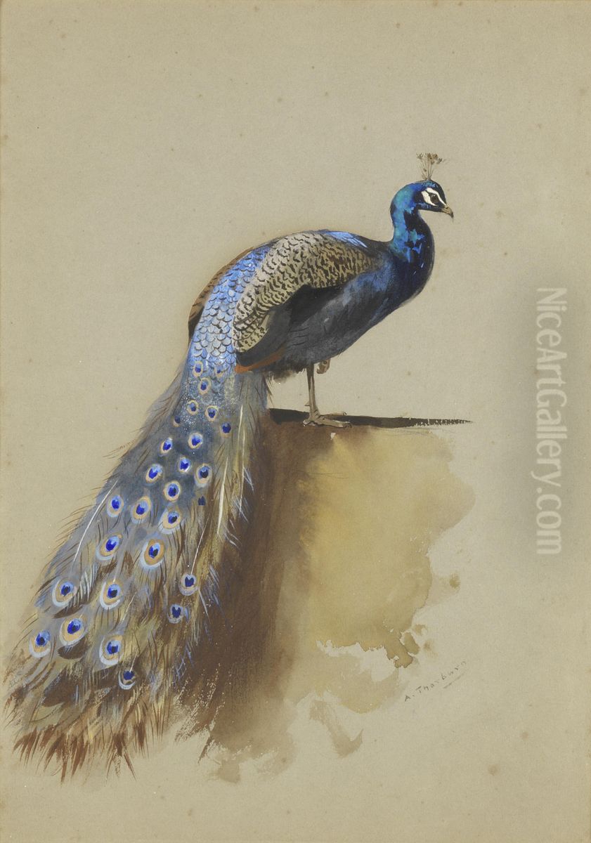 Peacock Oil Painting by Archibald Thorburn