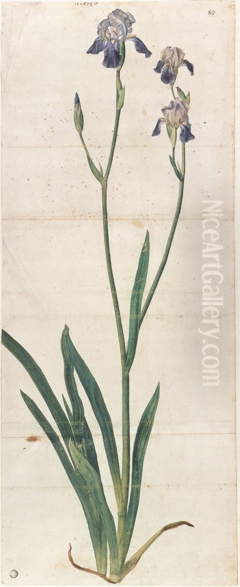 Blau bluhende Schwertlilie  - Iris Germanica (Iris Trojana?) Oil Painting by Albrecht Durer