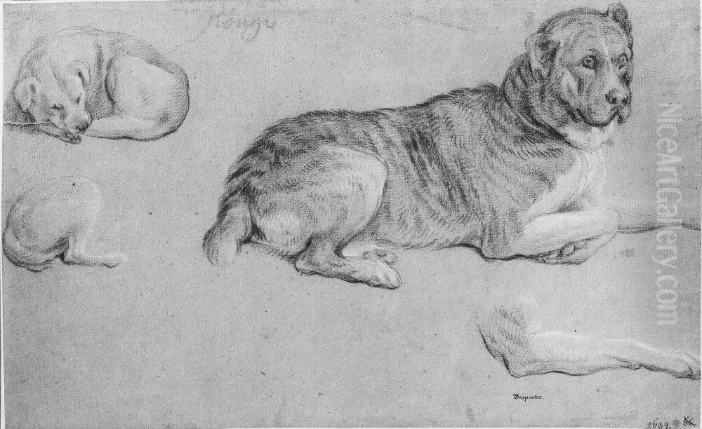 Ulmerdogg, liggande, samt andra hundstudier Oil Painting by Alexandre-Francois Desportes