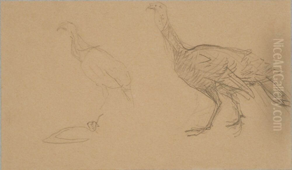 Kalkonstudier Oil Painting by Henri De Toulouse-Lautrec