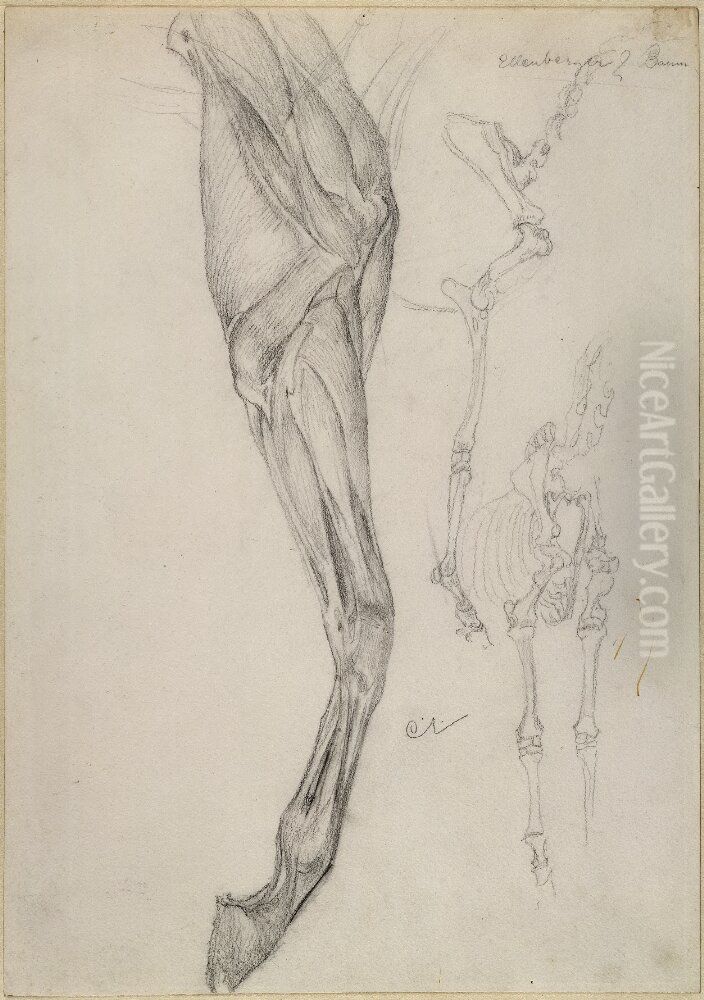 Anatomical Studies of Horse's Legs Oil Painting by Carl Larsson