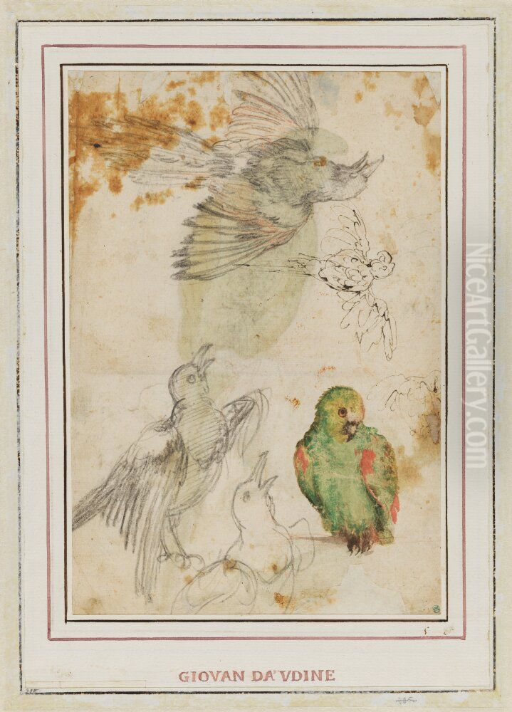 Studies of Parrots and Other Birds Oil Painting by Giovanni da Udine
