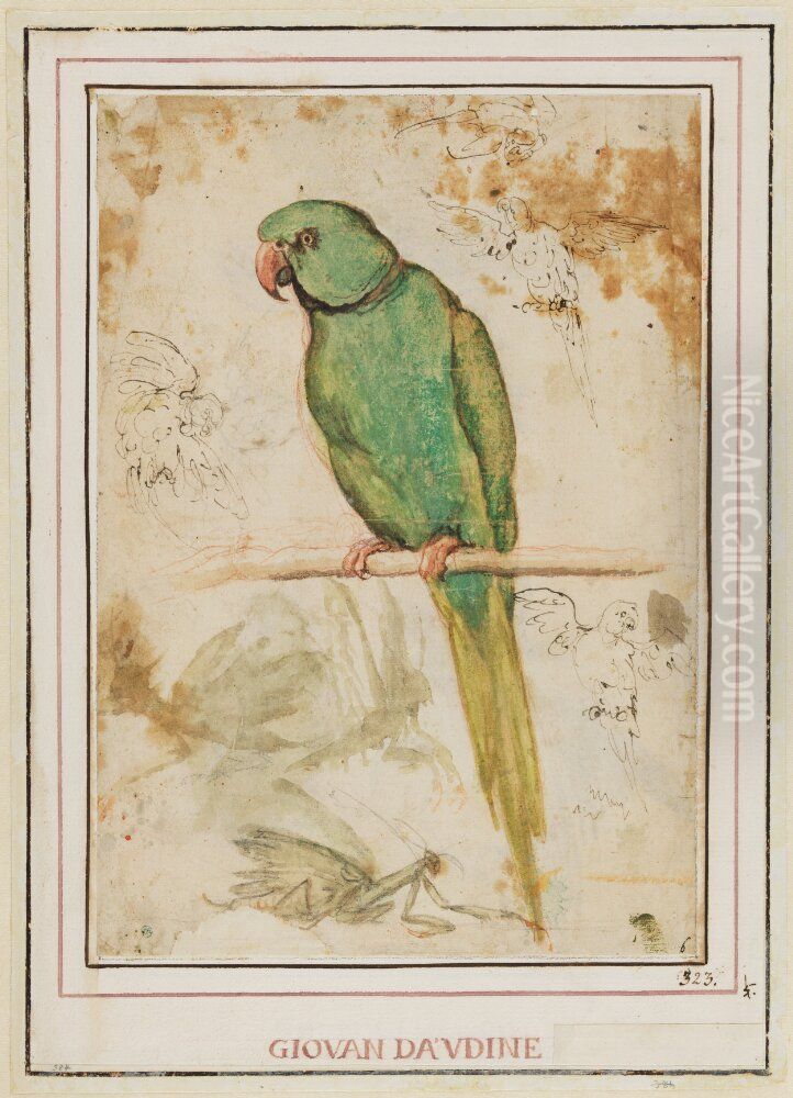 A Green Parrot and Further Sketches of Parrots and Mantises Oil Painting by Giovanni da Udine