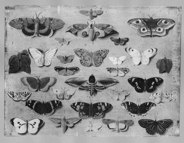 30 butterflies Oil Painting by Jan van, the Younger Kessel