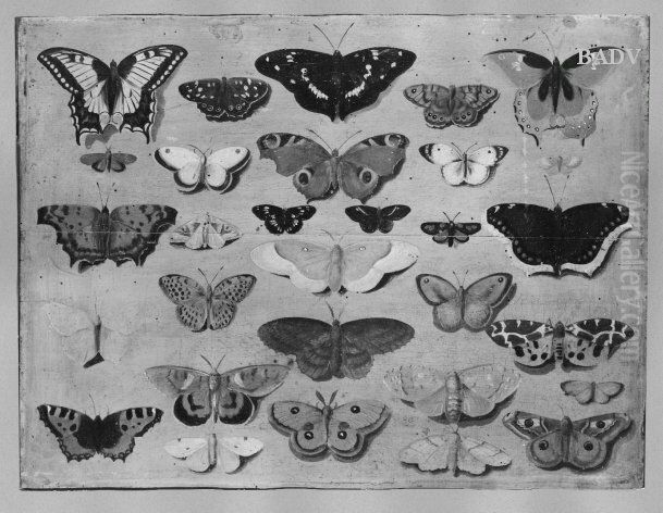 30 butterflies Oil Painting by Jan van Kessel the Elder