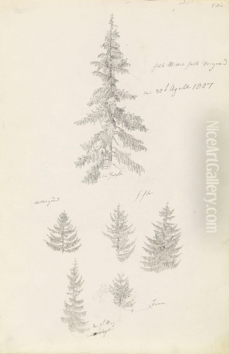Sechs Studien von Fichten und Tannen Oil Painting by Caspar David Friedrich