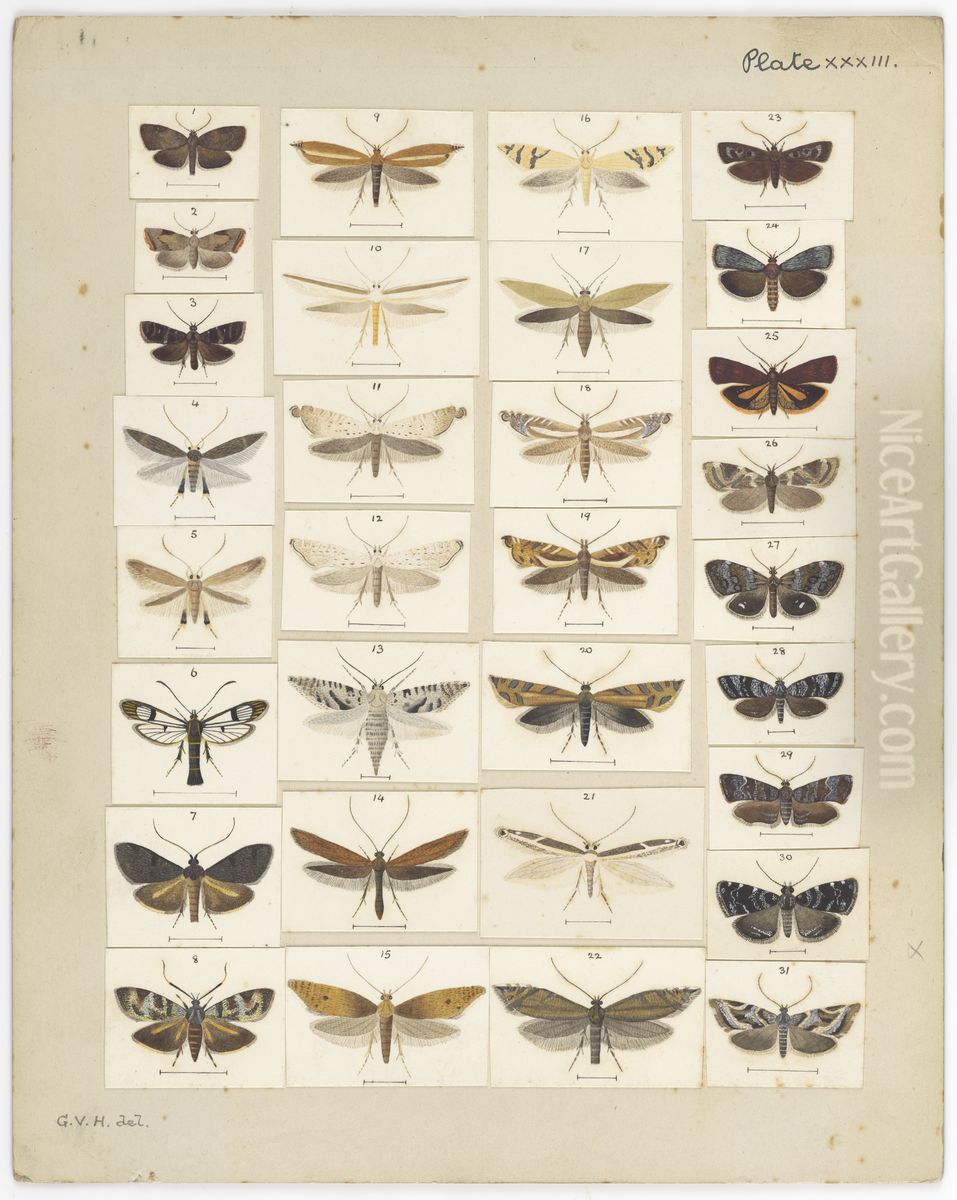 Plate XXXIII. The butterflies and moths of New Zealand. Oil Painting by George Vernon Hudson