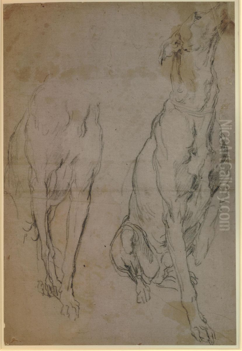 Studies of a Greyhound Oil Painting by Sir Anthony Van Dyck