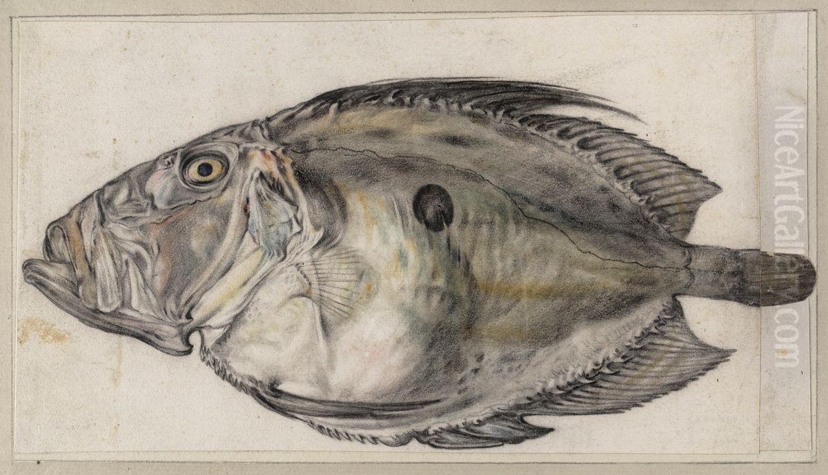 Zonnevis (John Dory) Oil Painting by Goltzius Hendrick