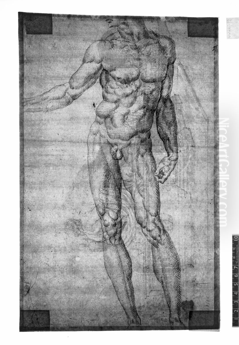 Study of a male nude standing to front Oil Painting by Maarten Van Heemskerck