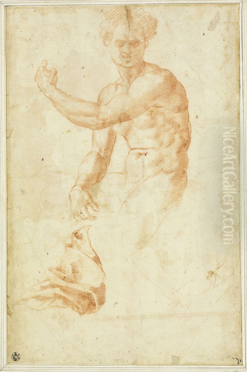 Male nude (torso) and drapery Oil Painting by Baccio Bandinelli