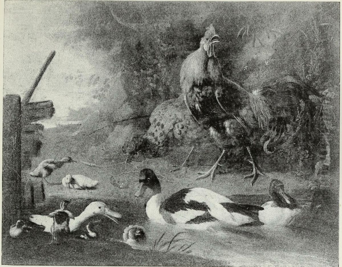 Ducks and a Cock Oil Painting by Melchior D'Hondecoeter