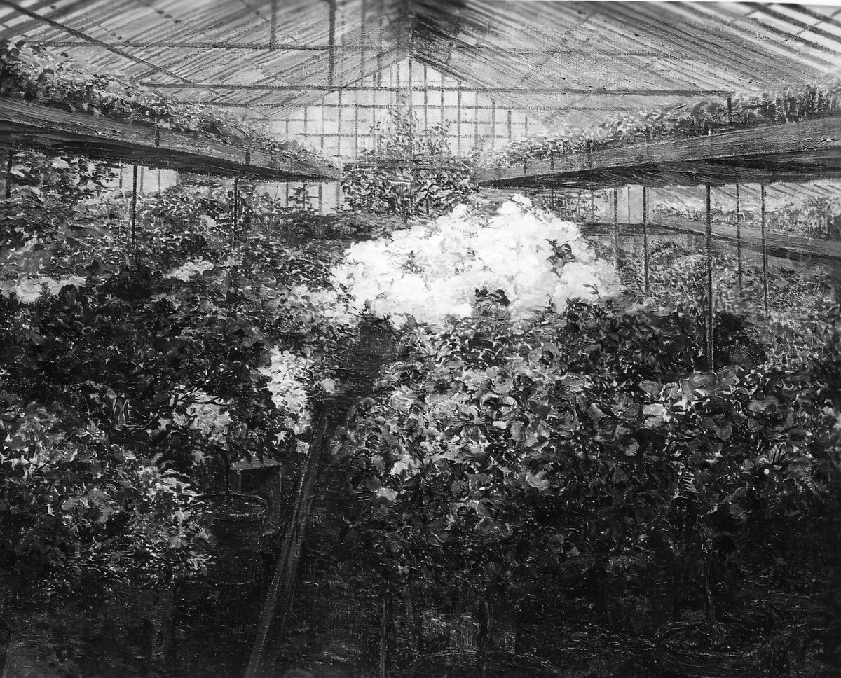 Azalea greenhouse Oil Painting by Marie Antoinette Marcotte