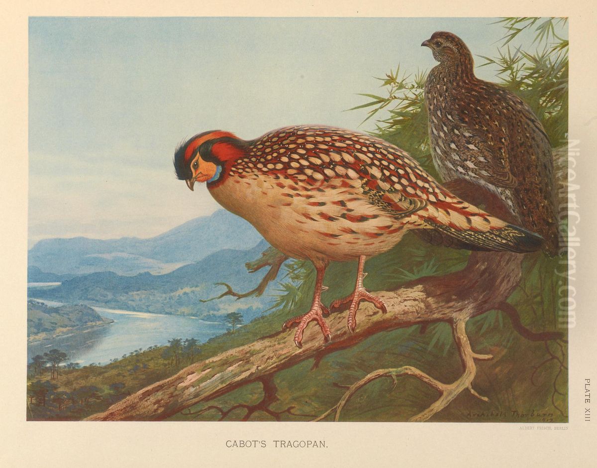 Cabot's Tragopan (Tragopan caboti) Oil Painting by Archibald Thorburn