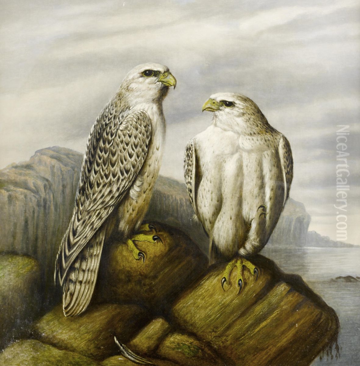 Gyr falcons on a rocky ledge Oil Painting by unknown