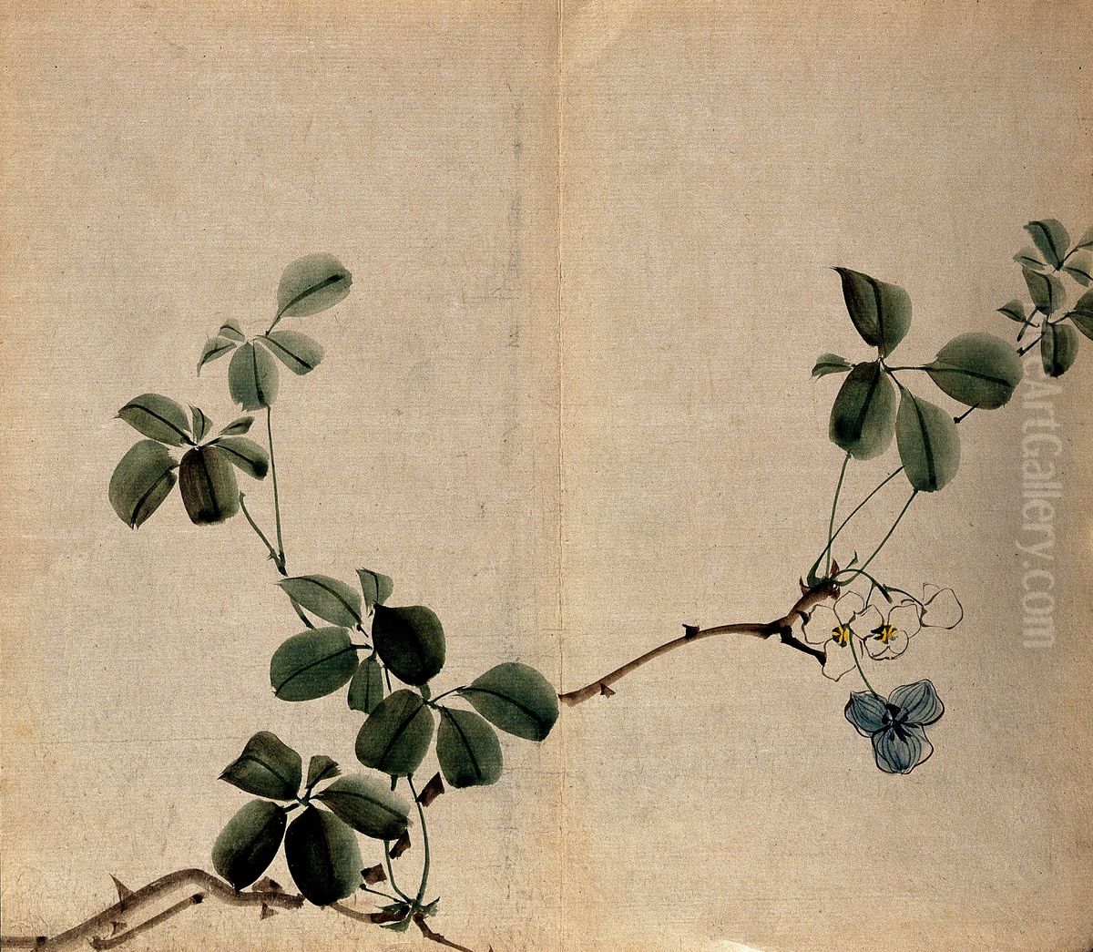 woody stem with white flowers. Oil Painting by unknown